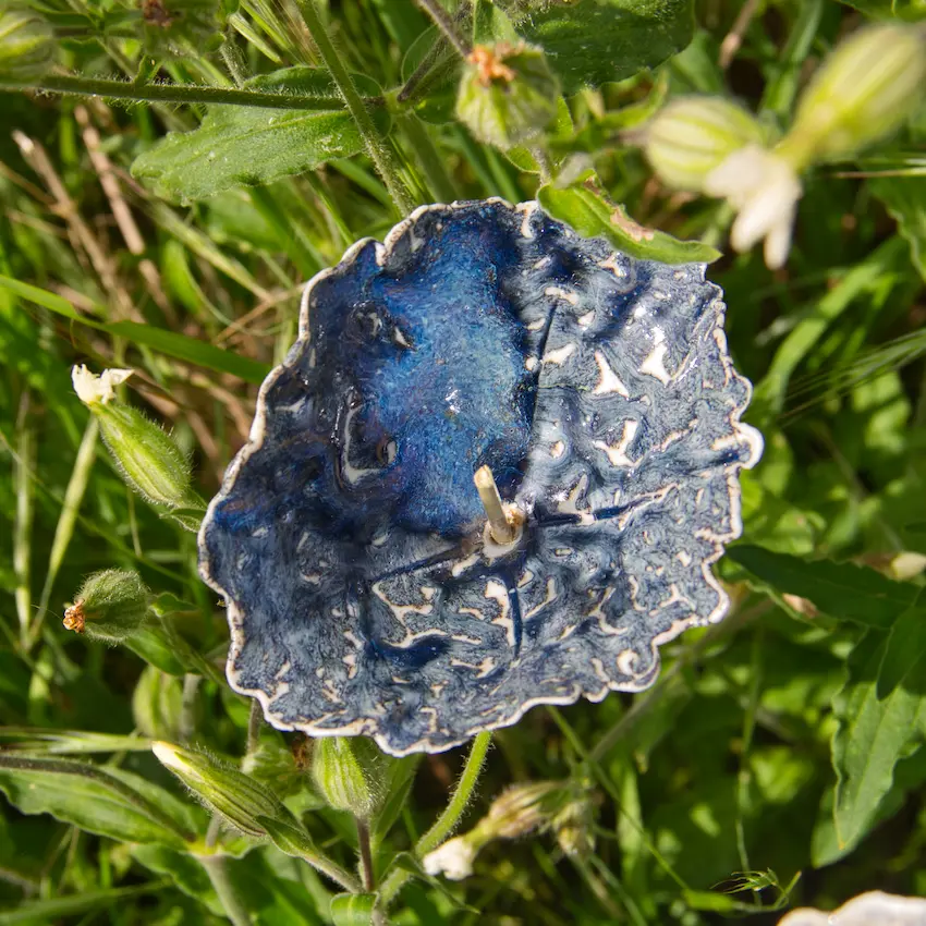 Gros plan sur une fleur bleue en porcelaine, dans l'herbe